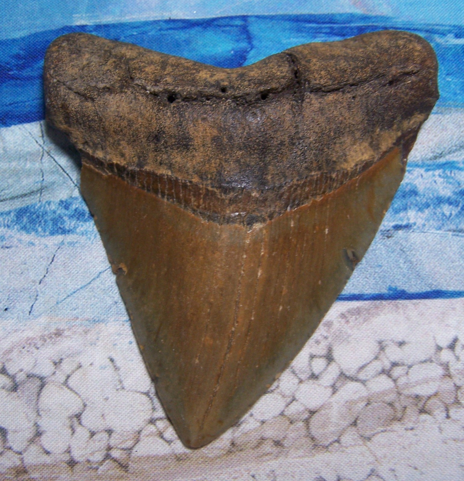 MEGALODON Shark Tooth 4 3/16 sharks teeth HUGE jaw fossil REAL megladon SERRATED