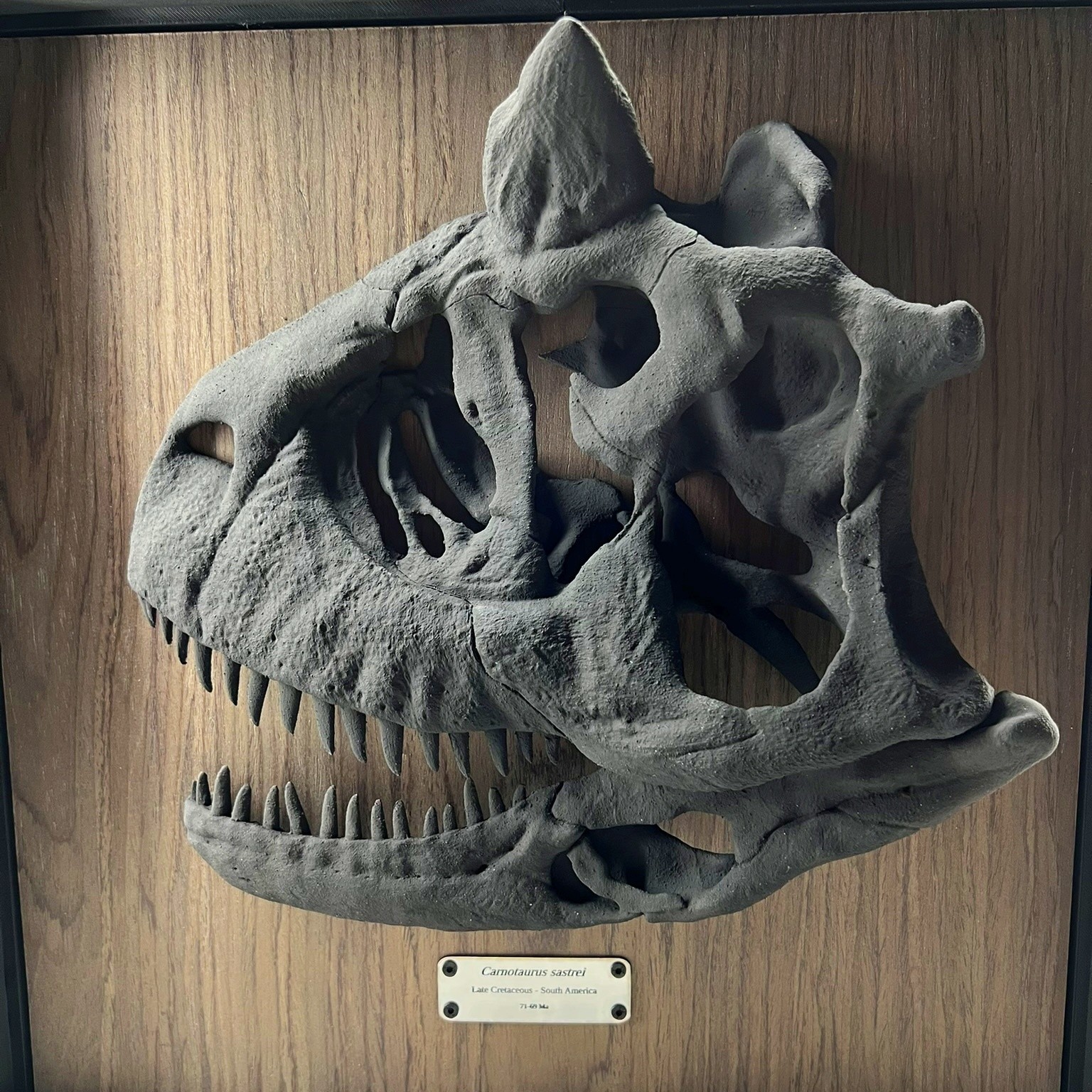 Carnotaurus Skull Replica Museum Wall Display Dinosaur Fossil Art 41cm 16in