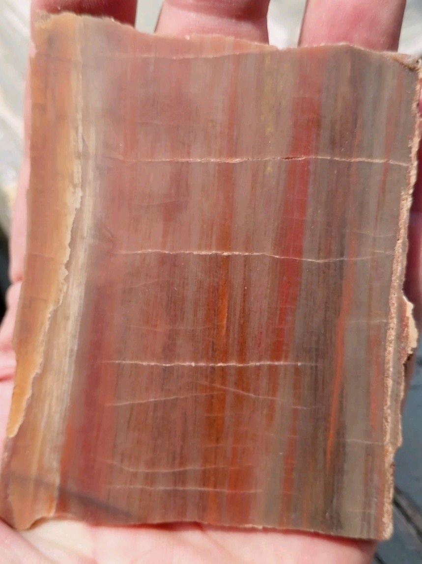Petrified Wood AZ  Rainbow Red Orange Vivid Mineral Grain Detail Display Slab