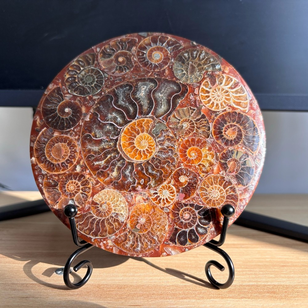 Top Natural Ammonite Disc Fossil Conch Specimen Healing +Stand 1PC Top Natural Ammonite Disc Fossil Conch Specimen Healing +Stand 1PC