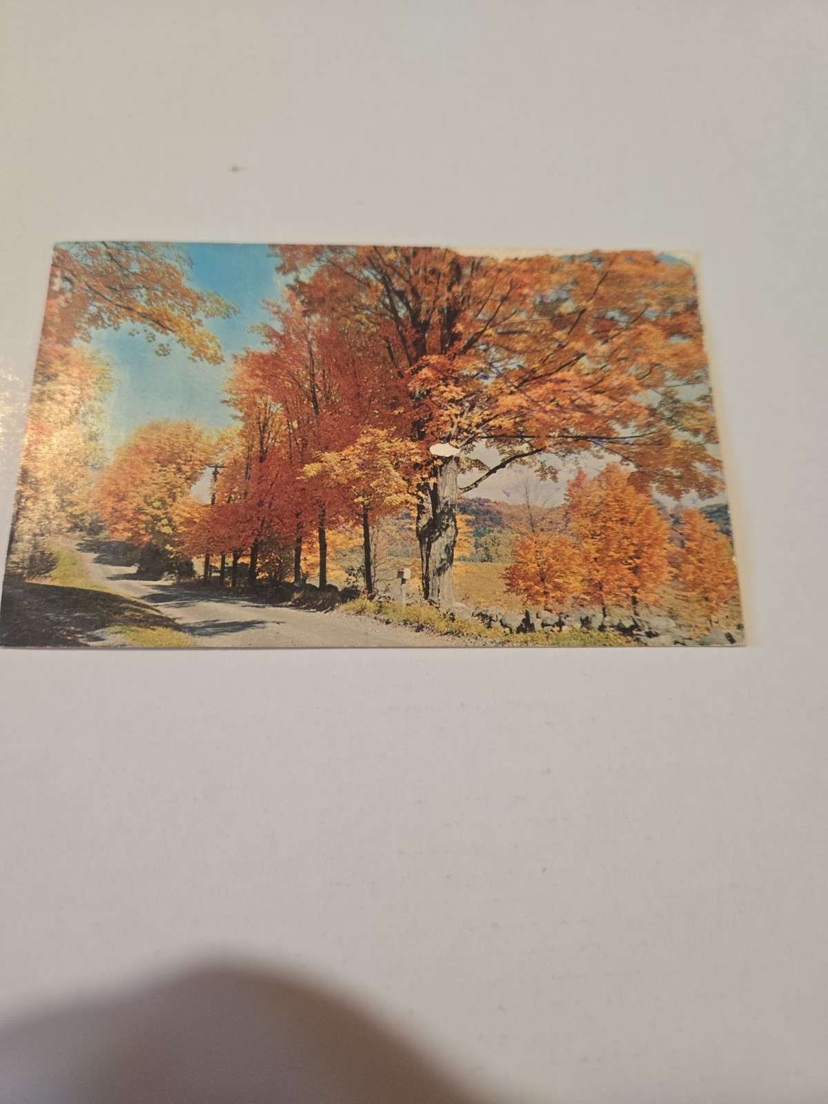 Postcard - Brilliant Autumn
