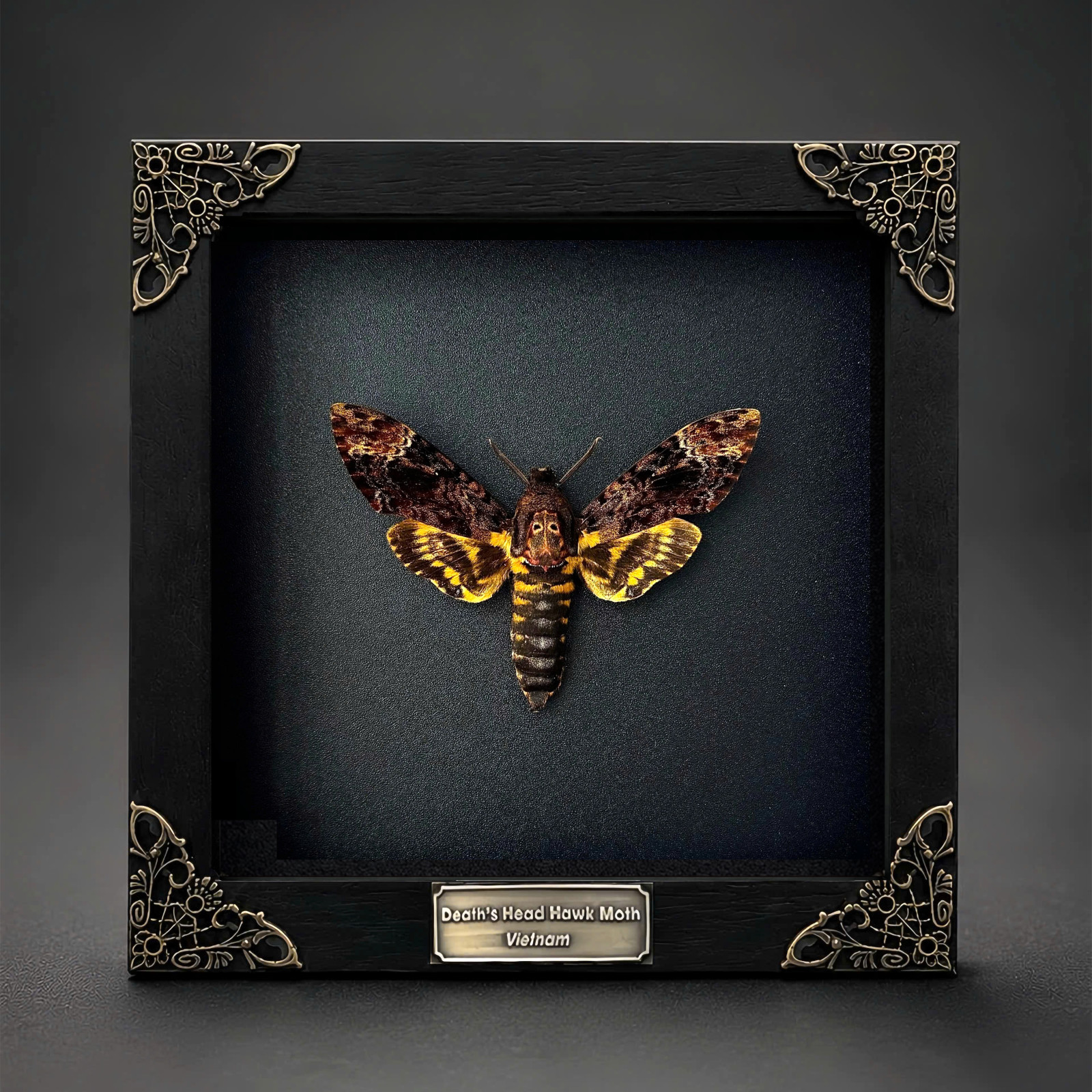 Death Head Moth Framed Real Acherontia Taxidermy Skull Specimen Gothic Oddities