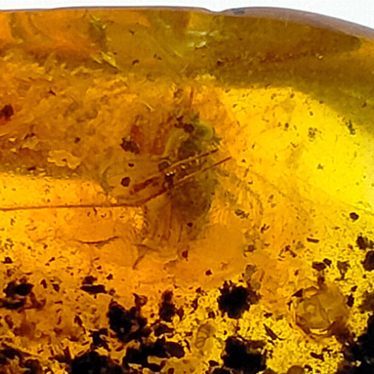 Insect in Amber natural gemstone trapped fossil inclusion Watch Video 11.2ct Insect in Amber natural gemstone trapped fossil inclusion Watch Video 11.2ct