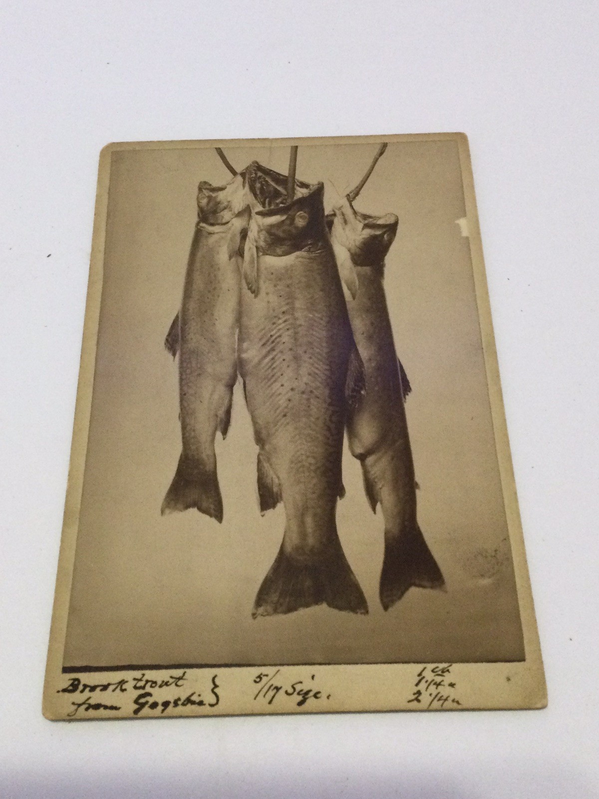 1800s Cabinet Card Photo of 3 Brook Trout Caught at Lake Goebic in Michigan