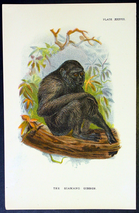 1890 Lloyds Natural History Antique Print - The Siamang Gibbon 1890 Lloyds Natural History Antique Print - The Siamang Gibbon