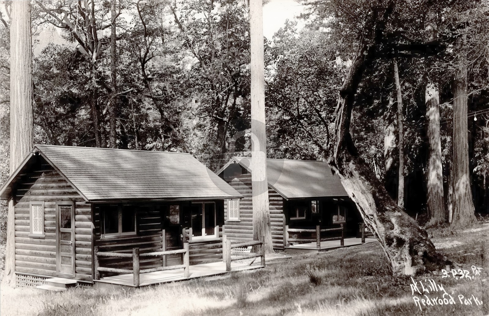 California Redwood Park \'at Lilly\' Patterson RPPC Photo Postcard COPY