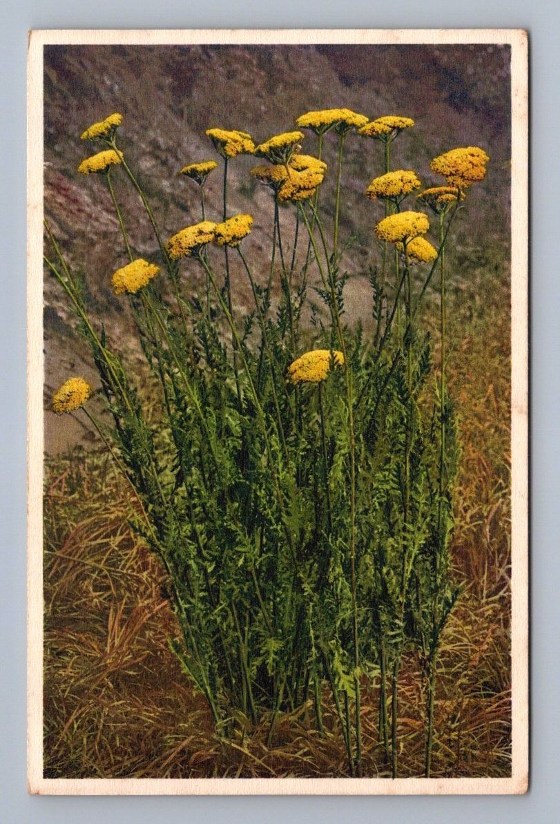 Antique Wild Flowers Countryside Yarrow Milfoil Botanical Art Antique Wild Flowers Countryside Yarrow Milfoil Botanical Art