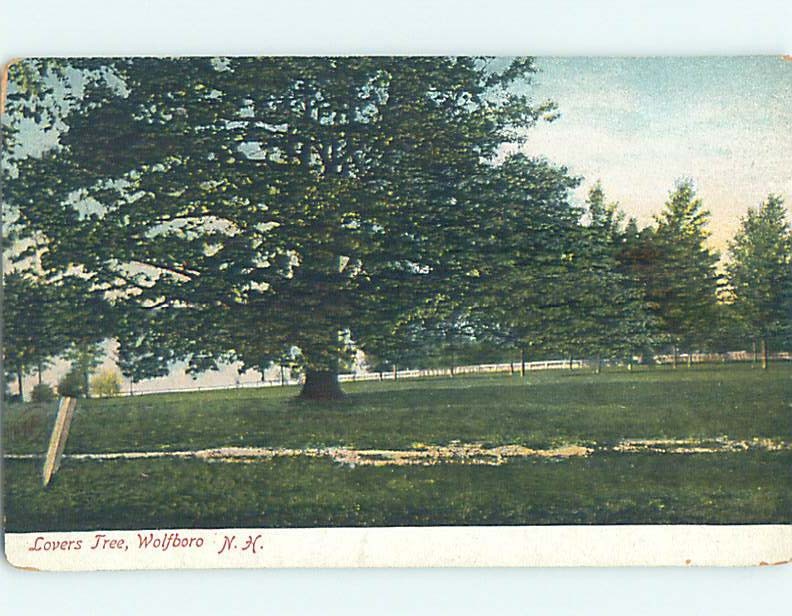Divided-Back BOTANICAL SCENE Wolfboro New Hampshire NH HJ7361