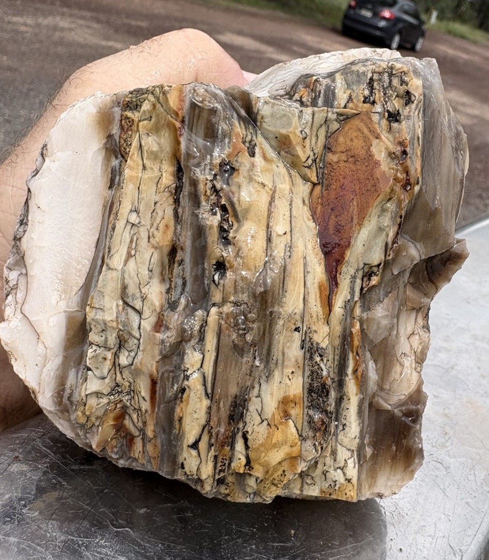 ☘️RR⛏️: Agate/Bark Excellent Arizona Petrified Wood 2 Lb 2 Oz. 🌈 ☘️RR⛏️: Agate/Bark Excellent Arizona Petrified Wood 2 Lb 2 Oz. 🌈