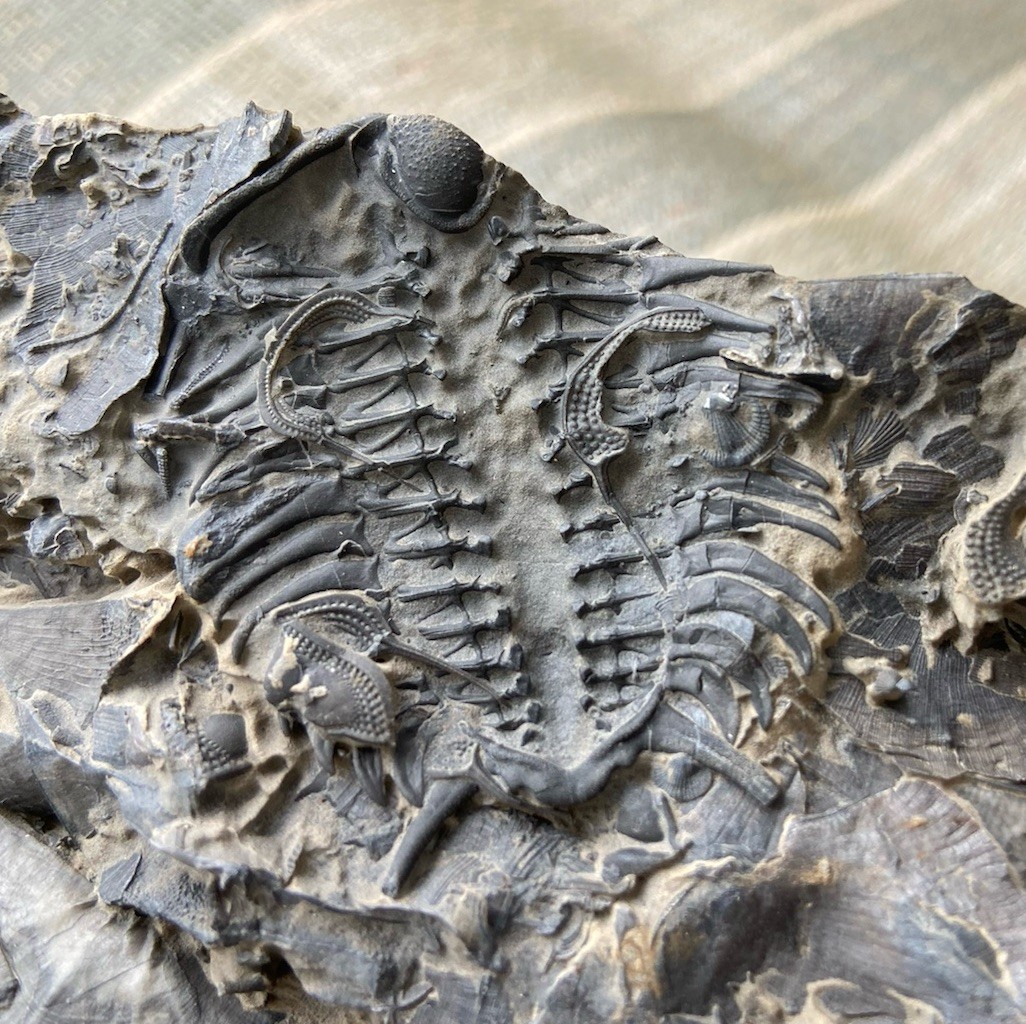 Incredible Rare Trenton Limestone Pennsylvania Ceraurus Fossil Trilobite Incredible Rare Trenton Limestone Pennsylvania Ceraurus Fossil Trilobite
