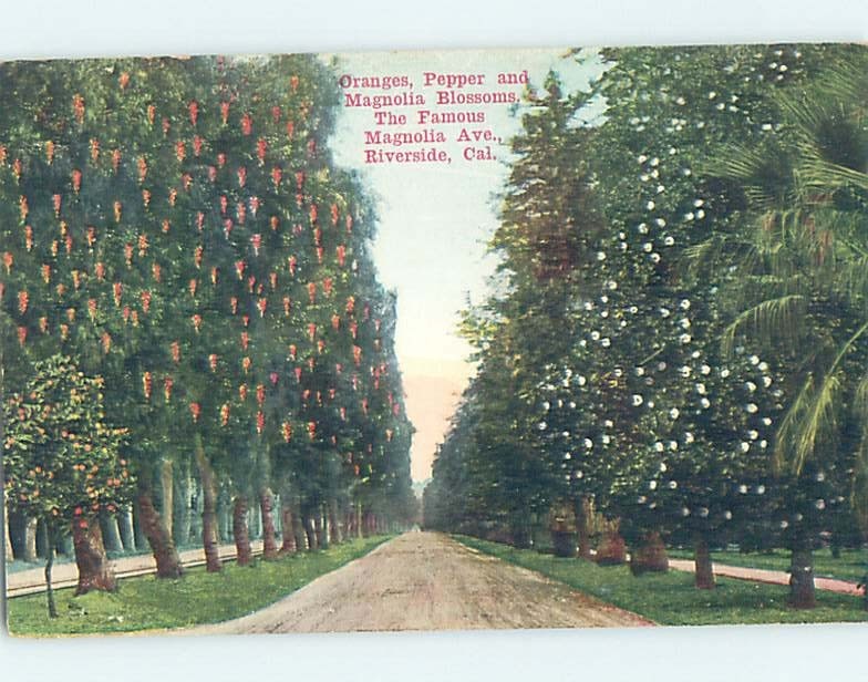 Divided-Back BOTANICAL SCENE Riverside - Los Angeles California CA HJ7288
