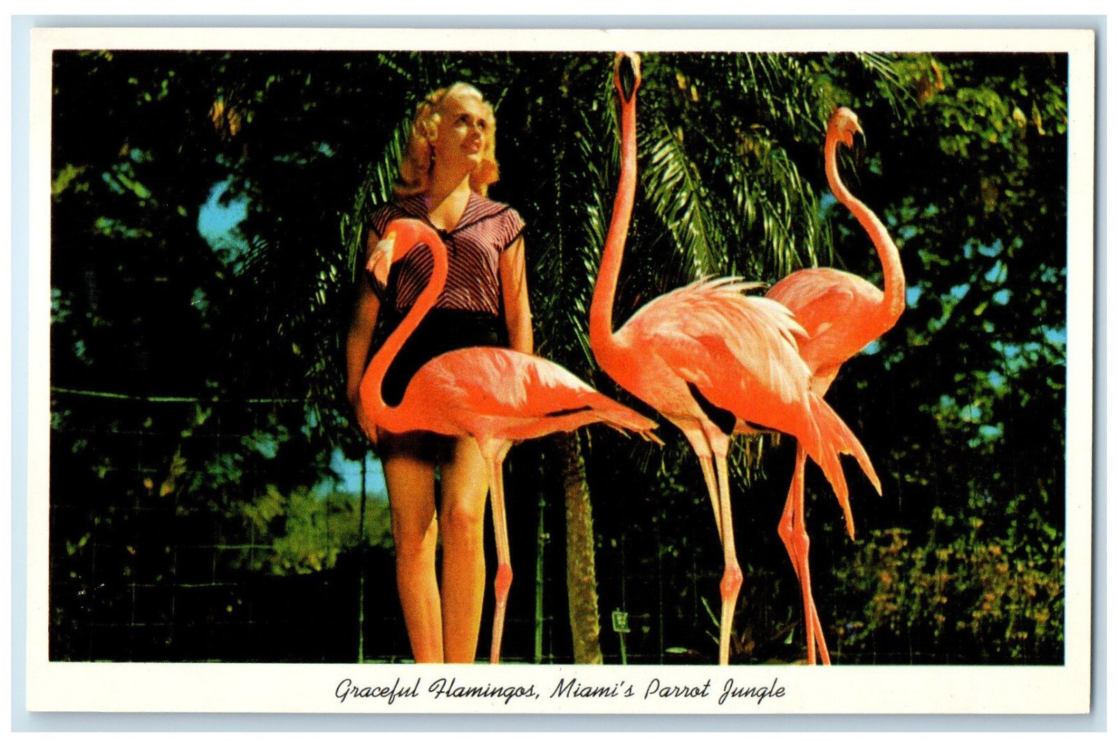 c1950s Graceful Flamingos Miami's Parrot Jungle Florida Vintage Postcard
