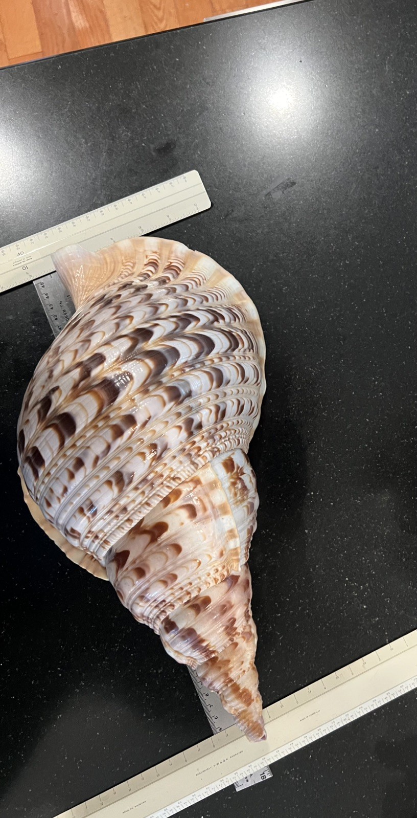 Giant 16” OAL Rare Triton Trumpet Charonia Tritonis Shell collected 1968 in P.I. Giant 16” OAL Rare Triton Trumpet Charonia Tritonis Shell collected 1968 in P.I.