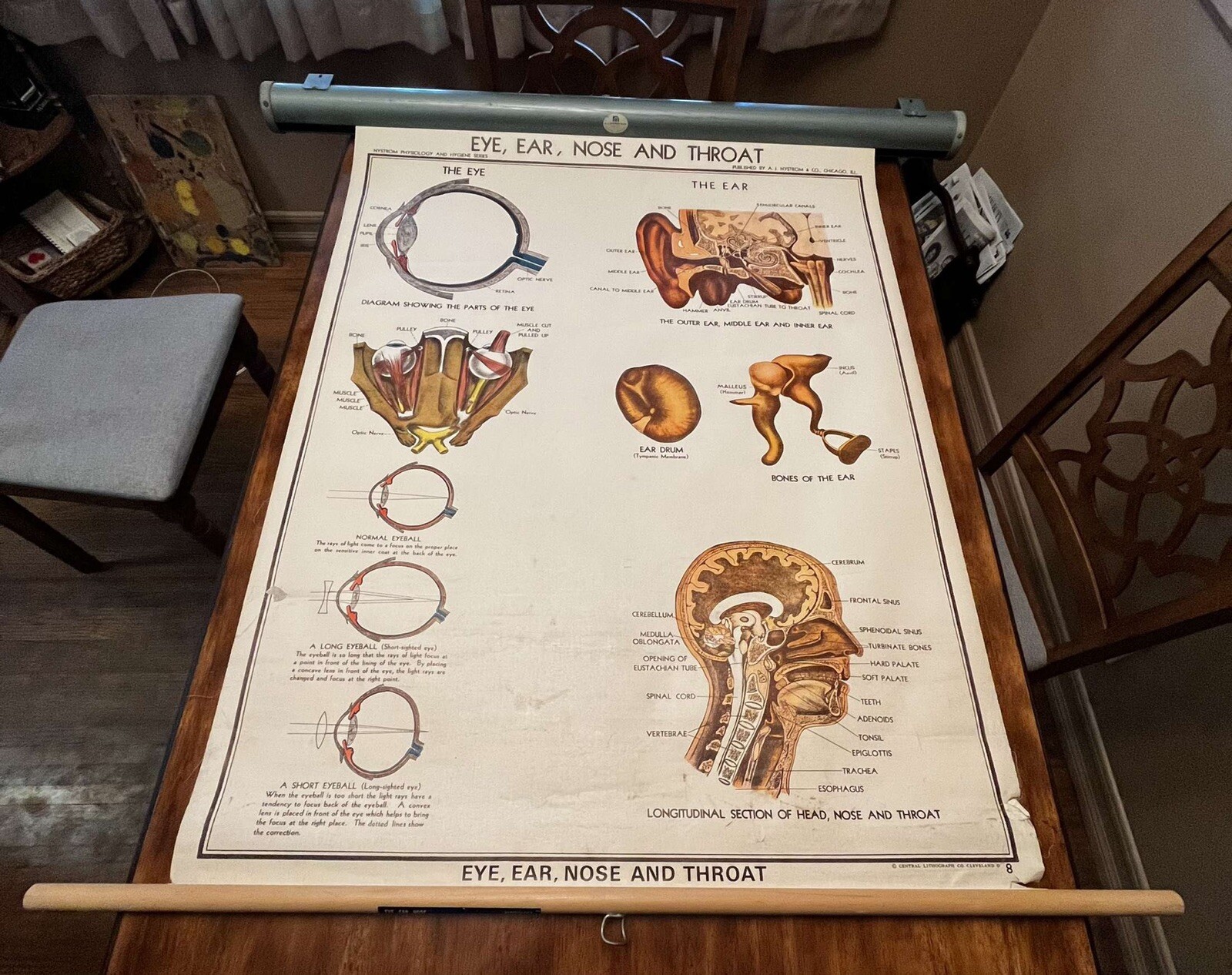 Vtg A.J Nystrom & Co. pull down anatomy chart EYE, EAR, NOSE, THROAT Vtg A.J Nystrom & Co. pull down anatomy chart EYE, EAR, NOSE, THROAT