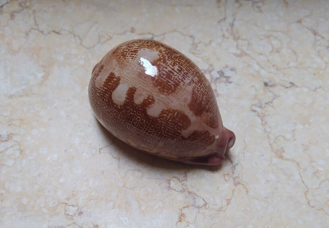 F Cypraea mappa rosea singularis great pattern 79mm F++++ natural glossy rare F Cypraea mappa rosea singularis great pattern 79mm F++++ natural glossy rare