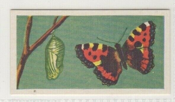 Tea Cards 1961 #07 Butterfly and chrysalis