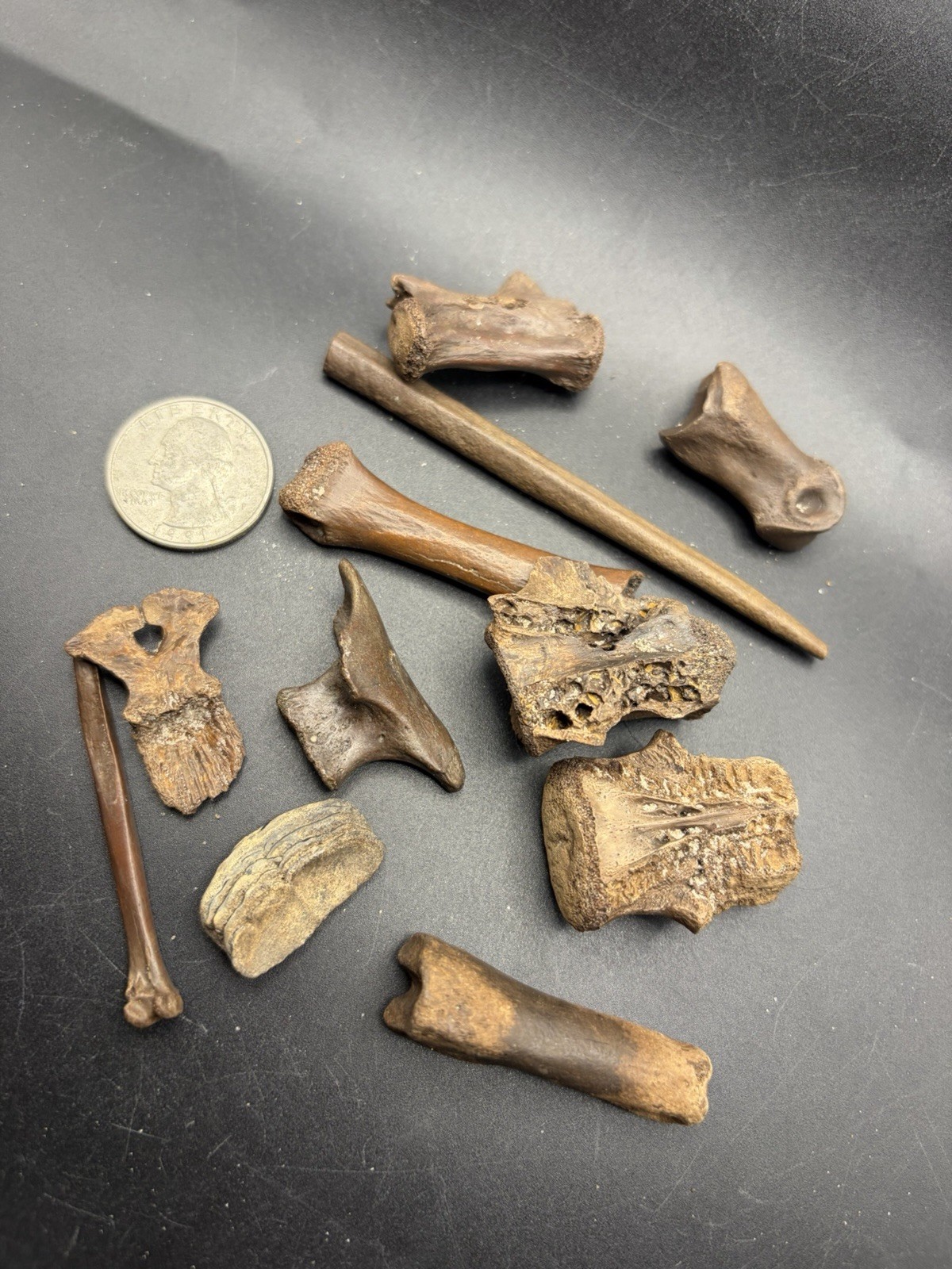 FOSSIL BONE COLLECTION ICE AGE ERA SANTA FE RIVER ASSORTED FOSSILS FOSSIL BONE COLLECTION ICE AGE ERA SANTA FE RIVER ASSORTED FOSSILS