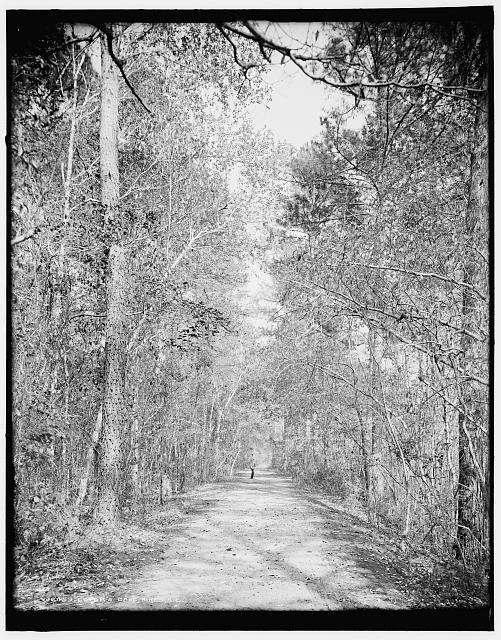 Photo:Aiken SC Lovers Lane Tree Lined Road 1900s