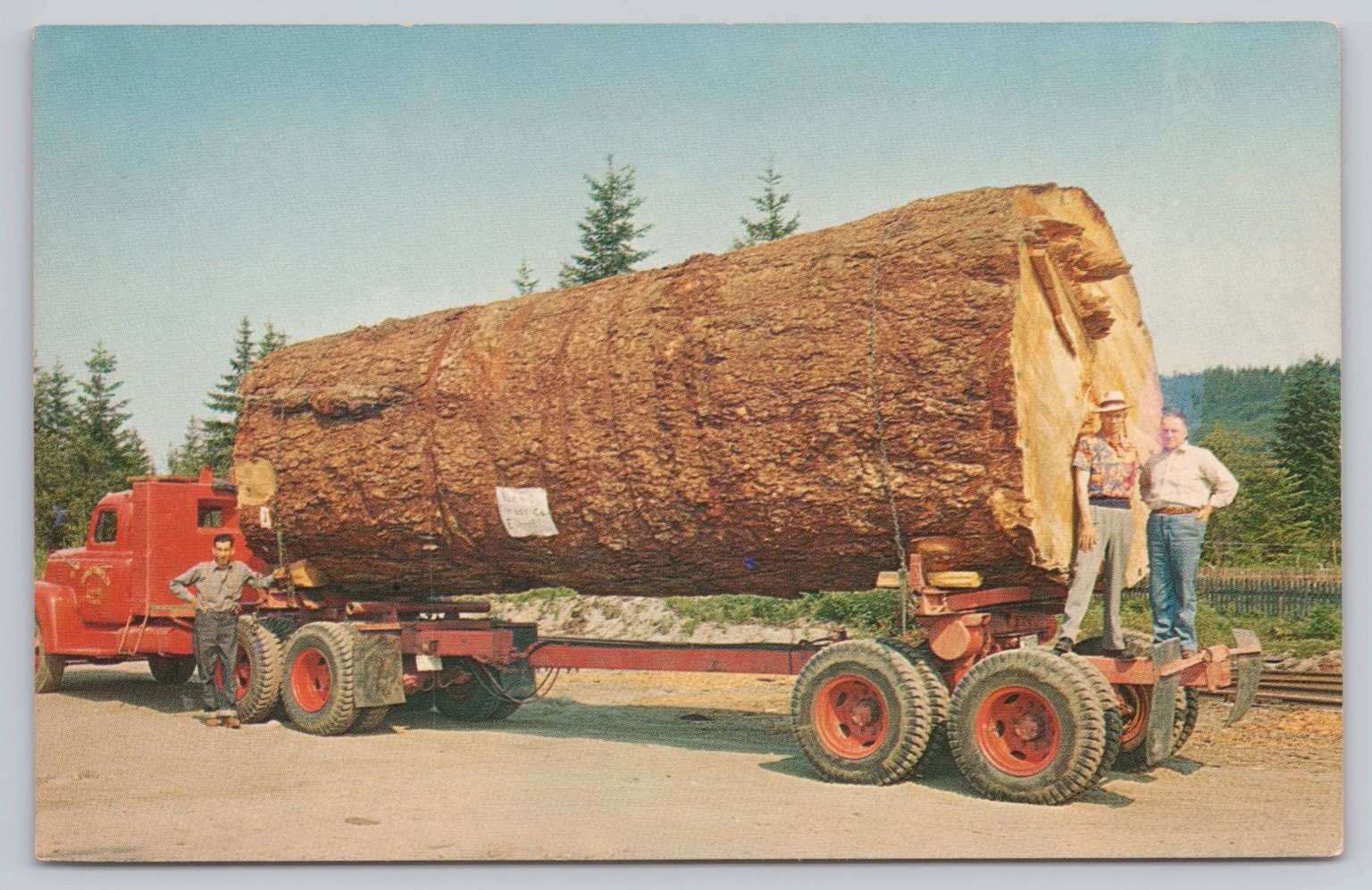 Vintage Oregon Logging Postcard GIANT FIR LOG J. Boyd Ellis Ektachrome