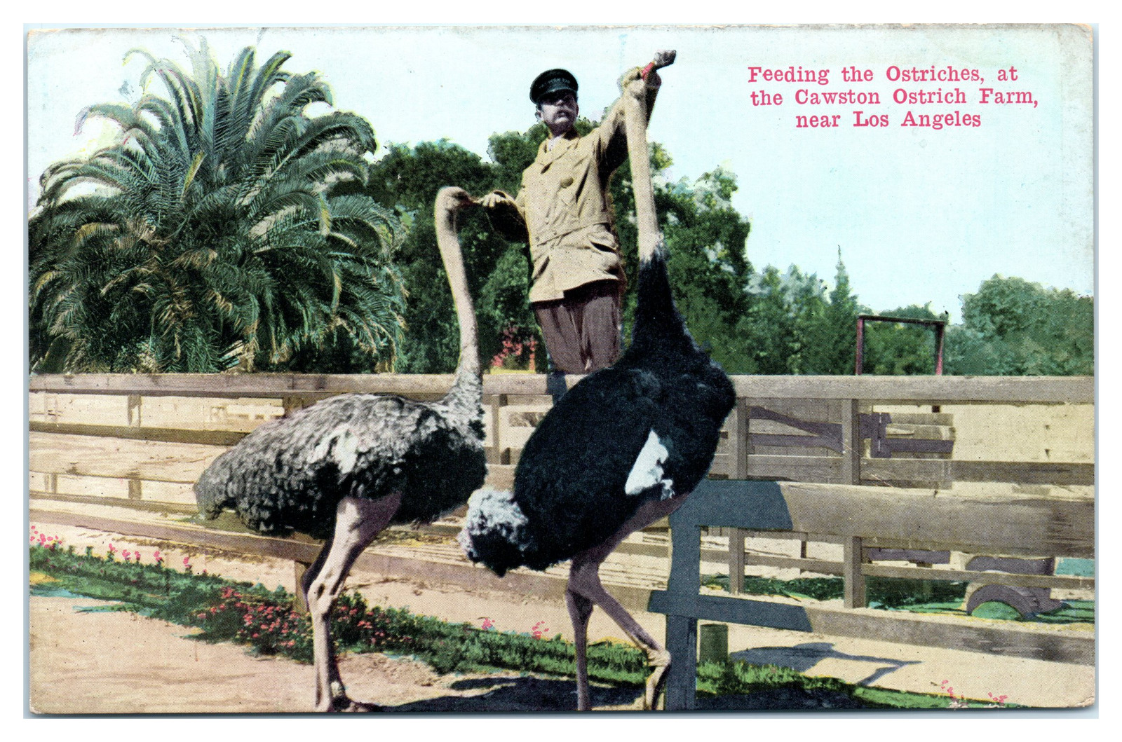 Postcard: Feeding the Ostriches, at the Cawston Ostrich Farm, near Los Postcard: Feeding the Ostriches, at the Cawston Ostrich Farm, near Los