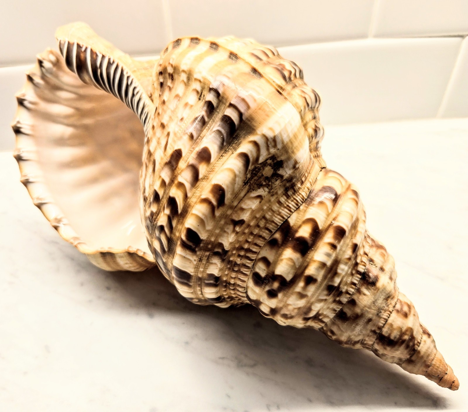 Rare Triton Trumpet Sea Shell Charonia Tritonis Seashell Pacific Large 11\ Rare Triton Trumpet Sea Shell Charonia Tritonis Seashell Pacific Large 11\