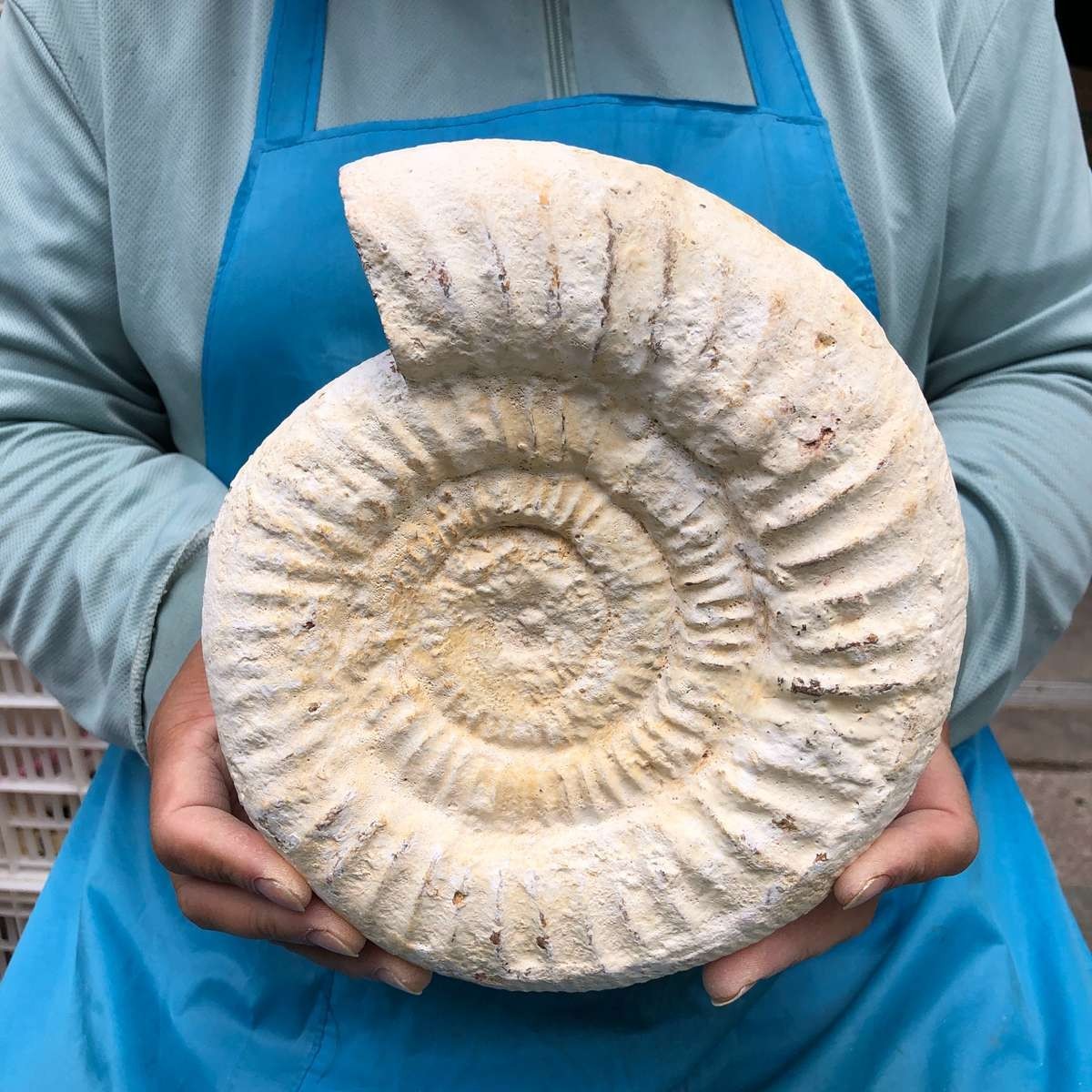 4.62LB Rare Natural Tentacle Ammonite Fossil Specimen Shell Healing Madagascar