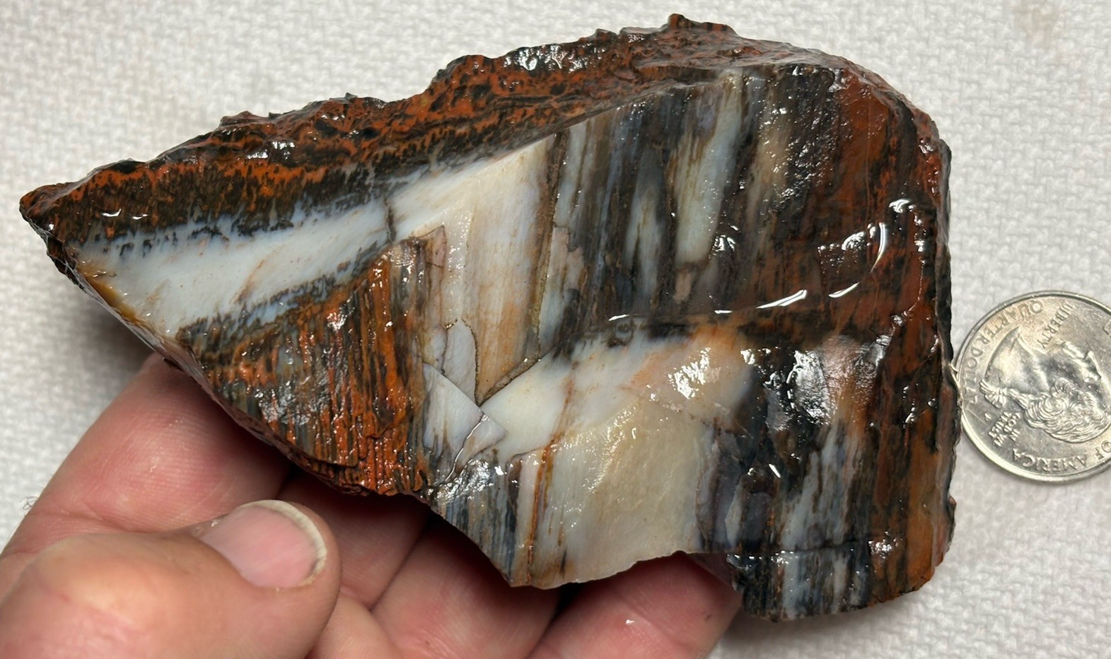 ☘️RR⛏️: Agate/Opal/Bark, Arizona Petrified Wood 8 Oz. 🌈