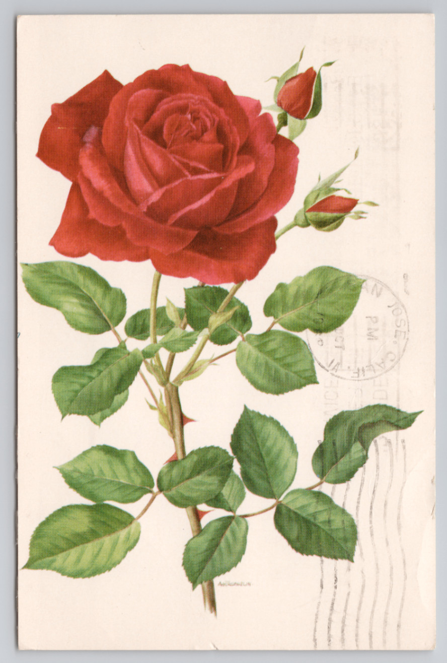 American Greetings Red Rose Illustration Art 1969 Postcard