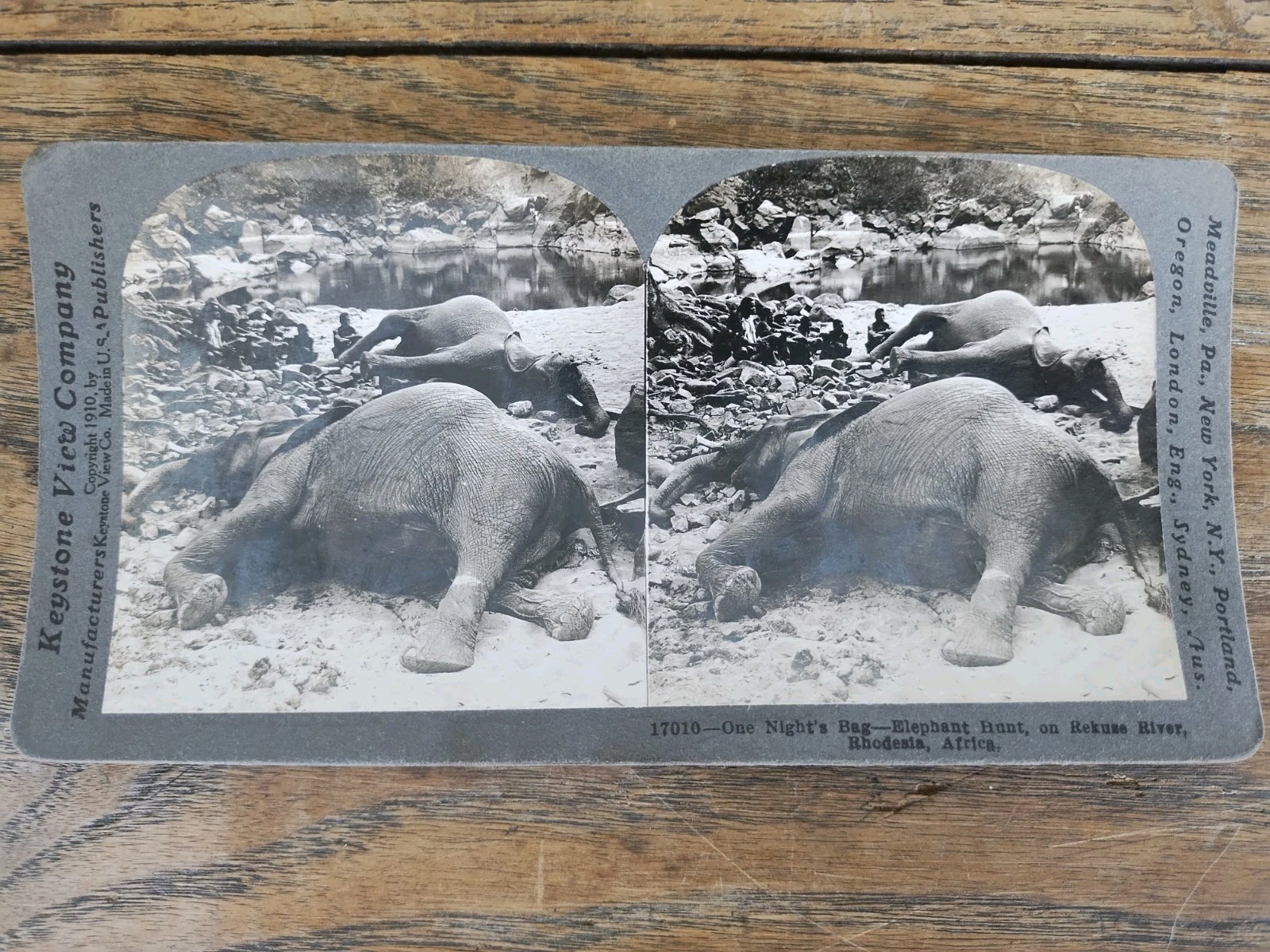 Keystone Stereo View Card Elephant Kill Different 1911 