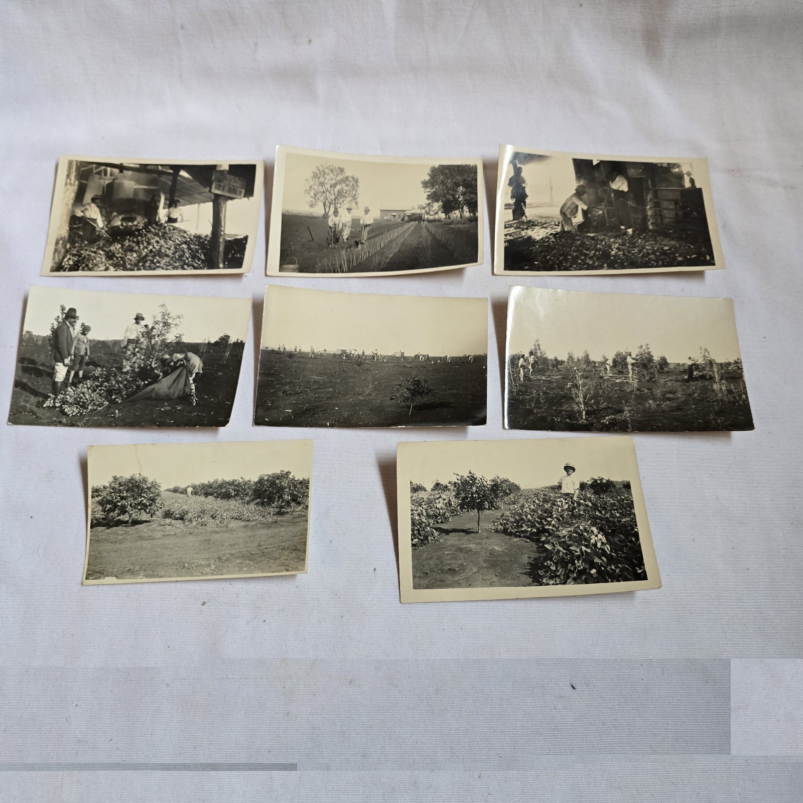 1931 Argentina Citrus Orange Groves Farming Harvest RPPC Real Photo Lot of 8