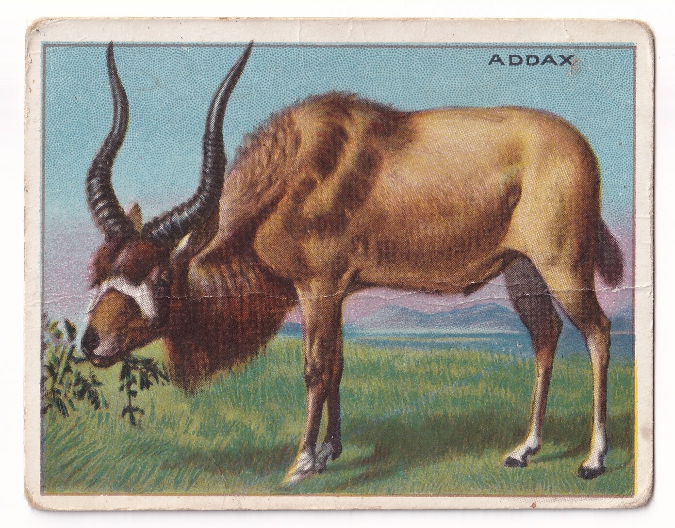 1909-10 Hassan Animal Series T29 #NNO Addax