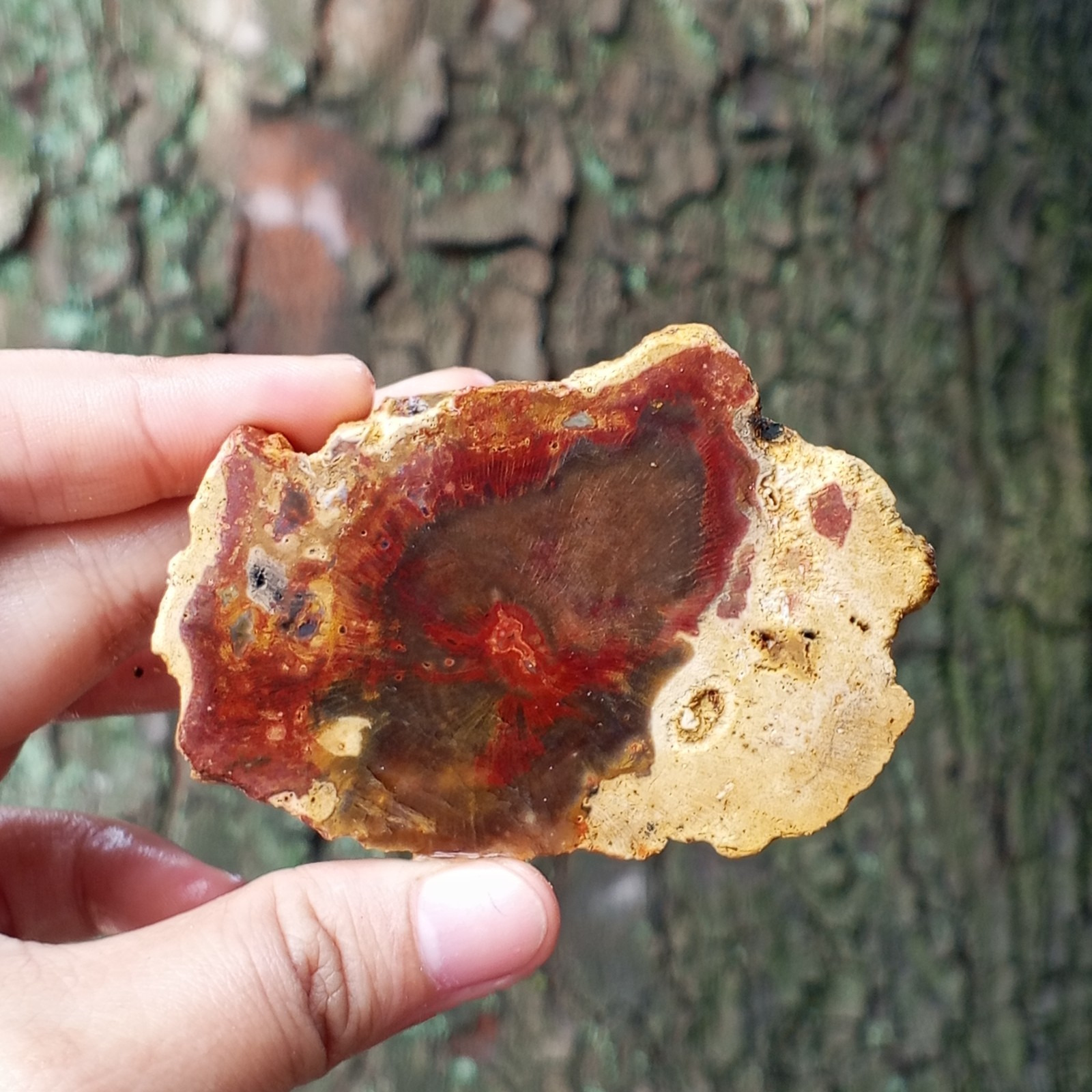 71g RARE BEAUTIFULL NATURAL MULTICOLLOR PETRIFIED WOOD NOT POLISHED
