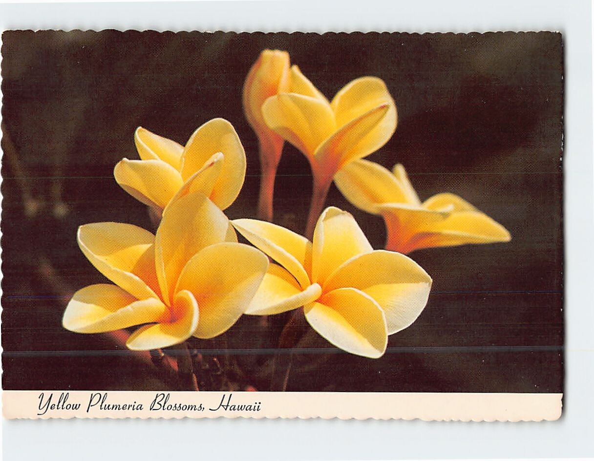 Yellow Plumeria Blossoms Hawaii USA F-322997
