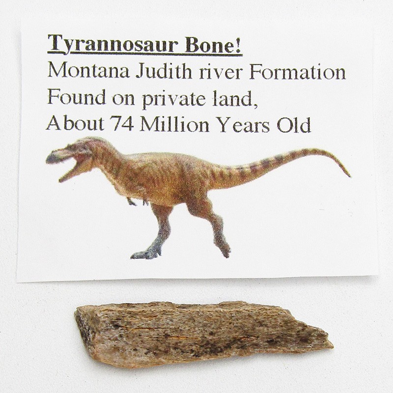 Tyrannosaurus T-Rex dinosaur bone authentic extinct fossil specimen 74 million Tyrannosaurus T-Rex dinosaur bone authentic extinct fossil specimen 74 million
