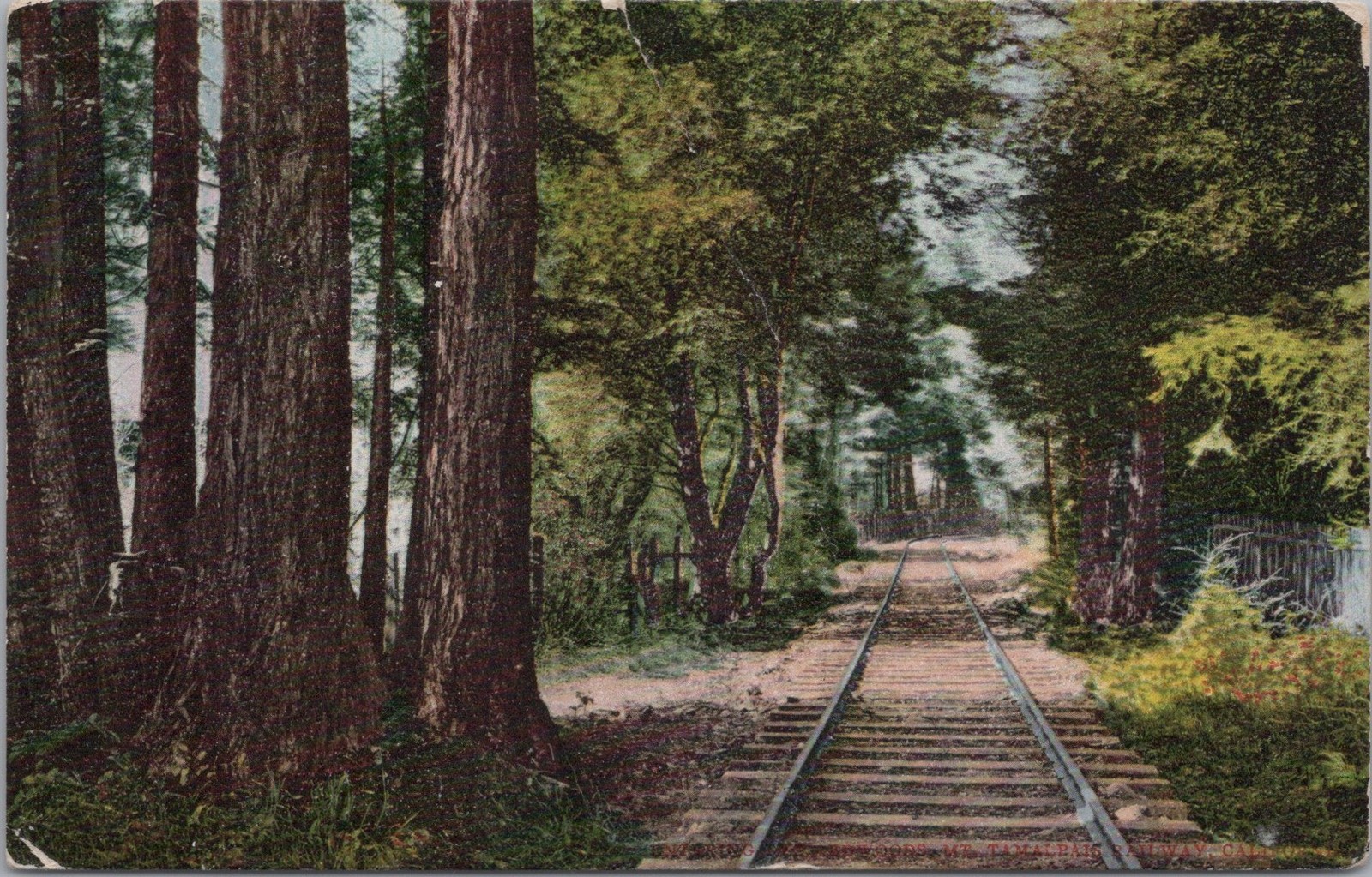 1909 Mt Tamalpais Railway Vintage Wooden Railway Vinatge Postcard