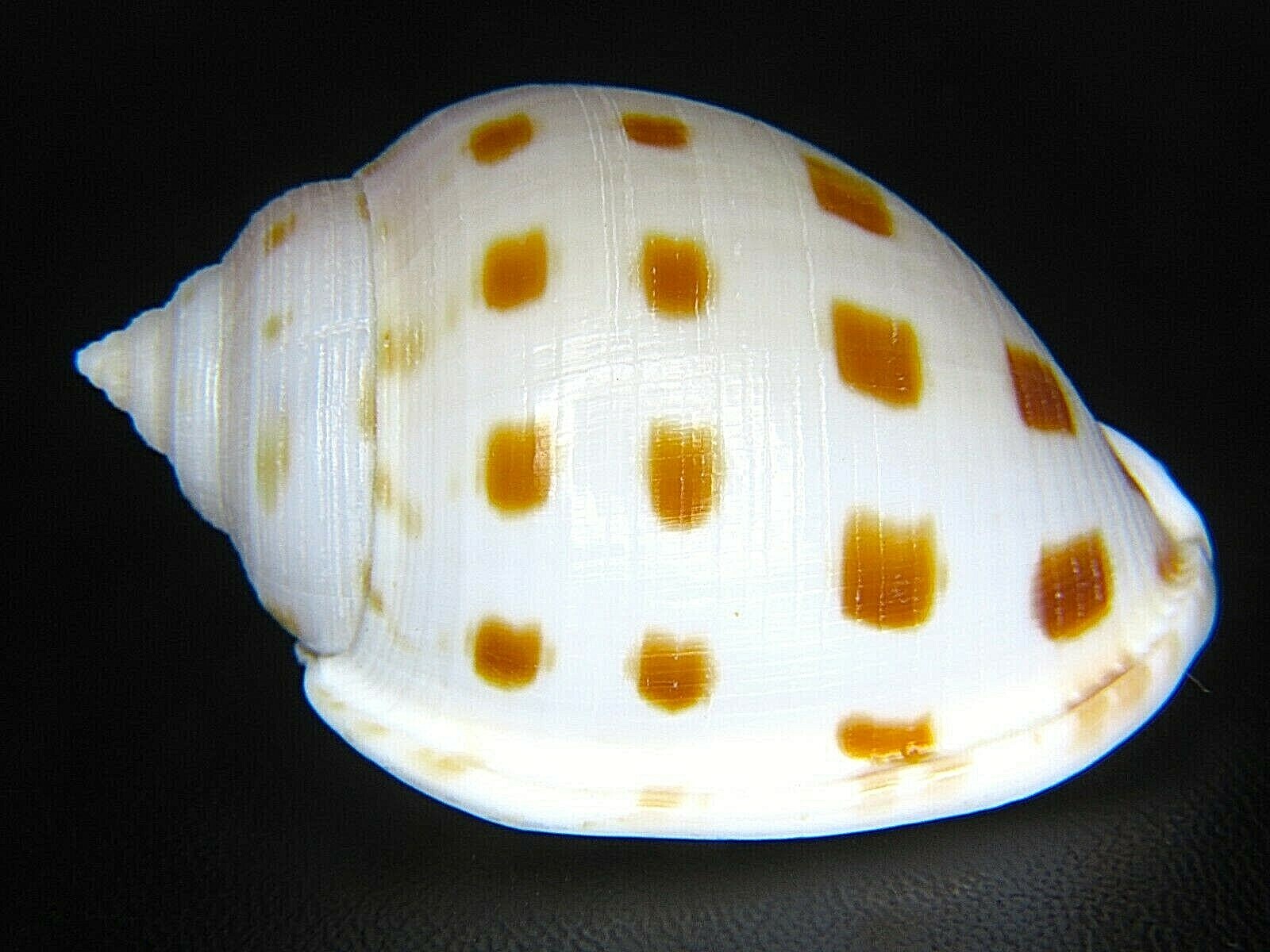 CASSIS SEMICASSIS BOOLEYI: LARGE SPECIMEN @ 50.86MM