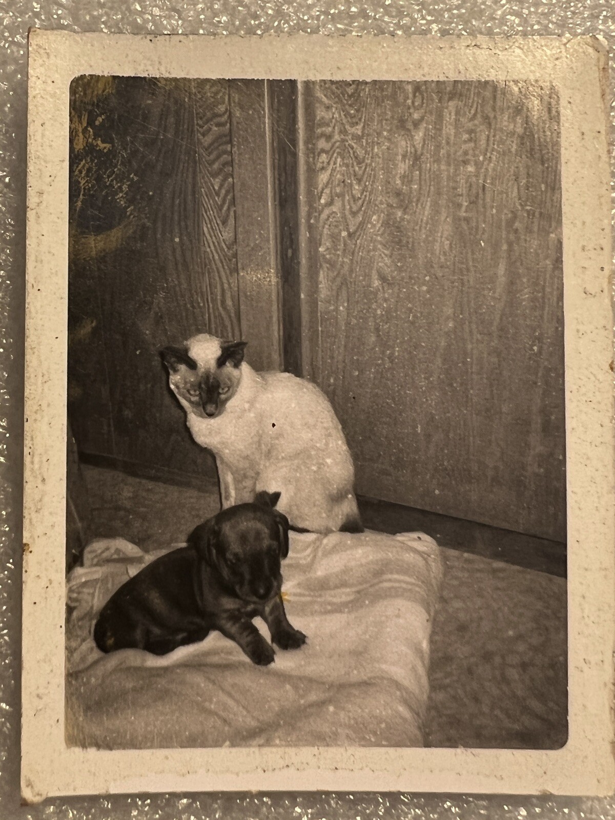 Siamese Cat Puppy Vintage Photograph Picture Black White Siamese Cat Puppy Vintage Photograph Picture Black White