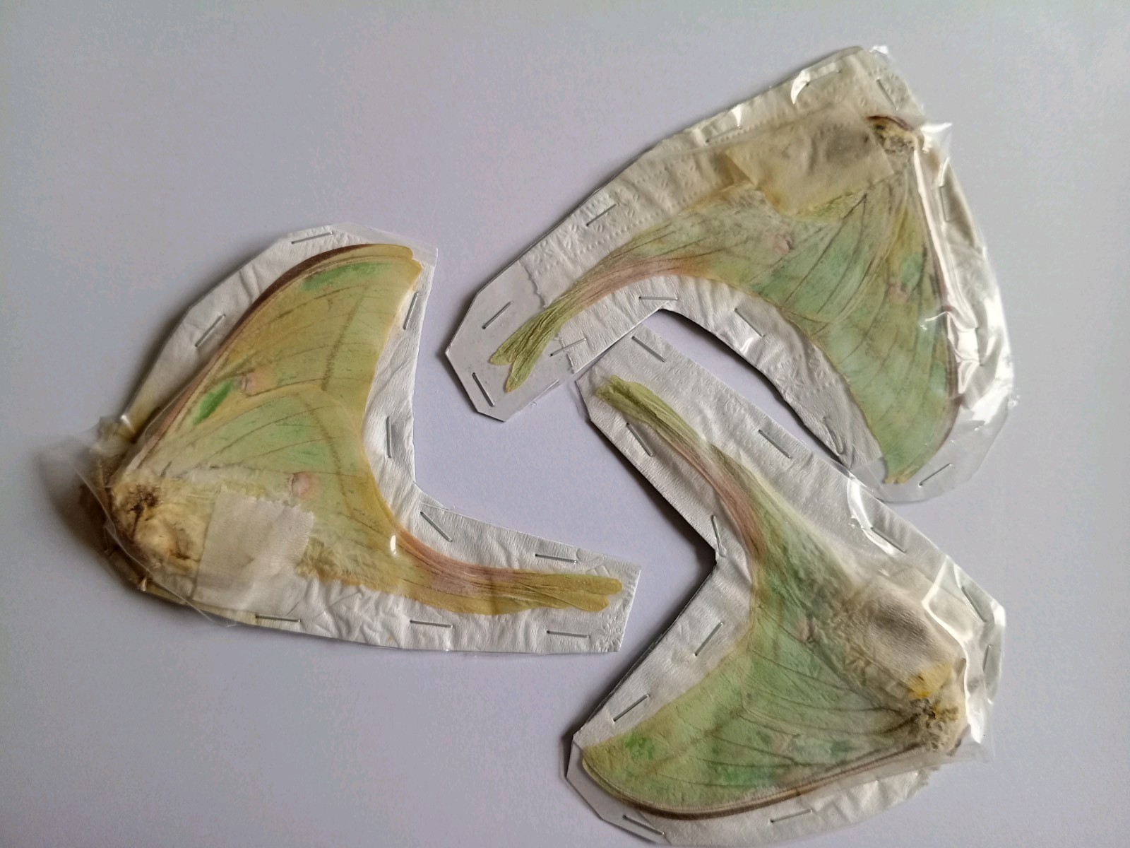 3 Actias Selene A2 Vietnam.SEE PHOTO. Limited number..