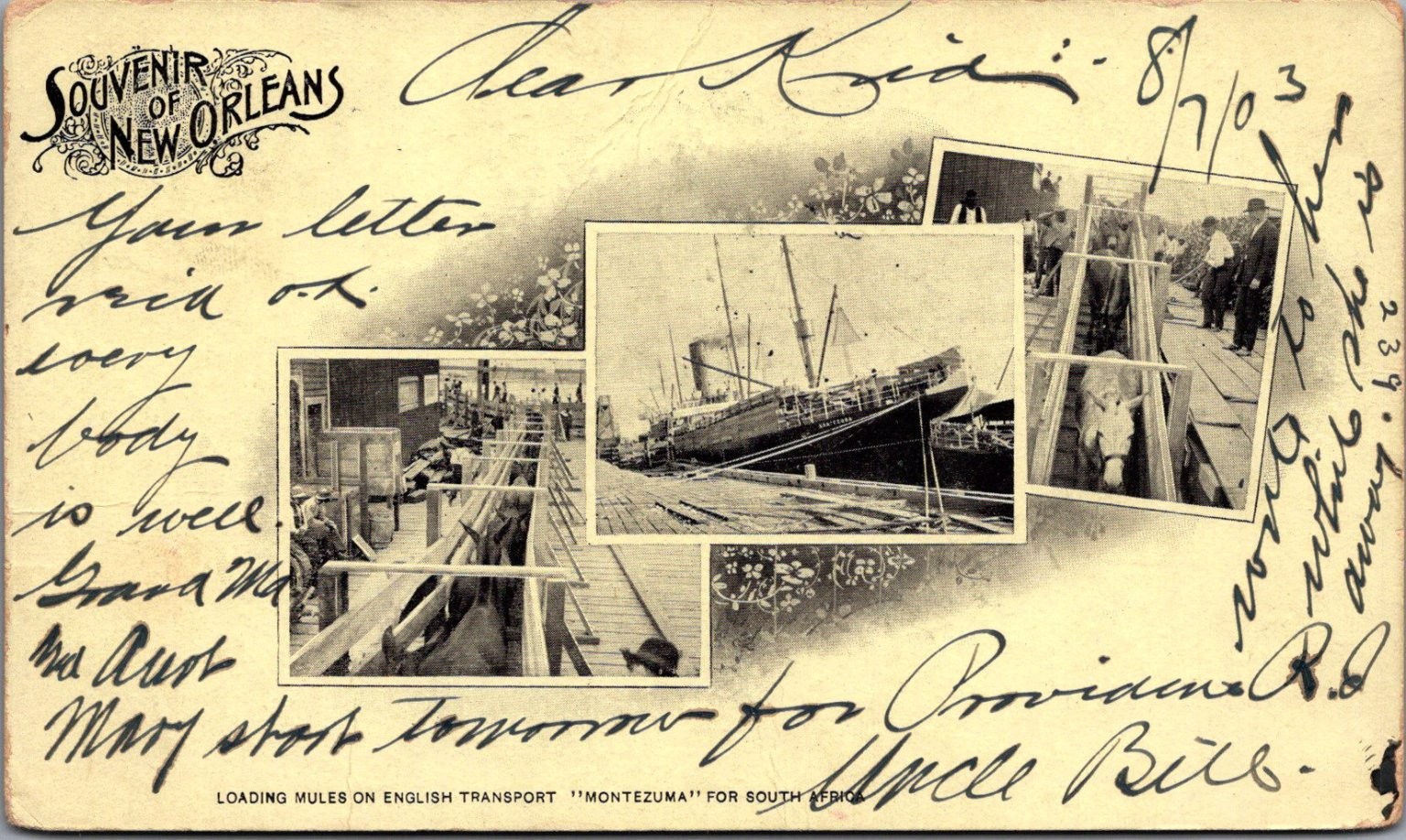 1903 New Orleans Montezuma Mules for South Africa Private Mailing Card