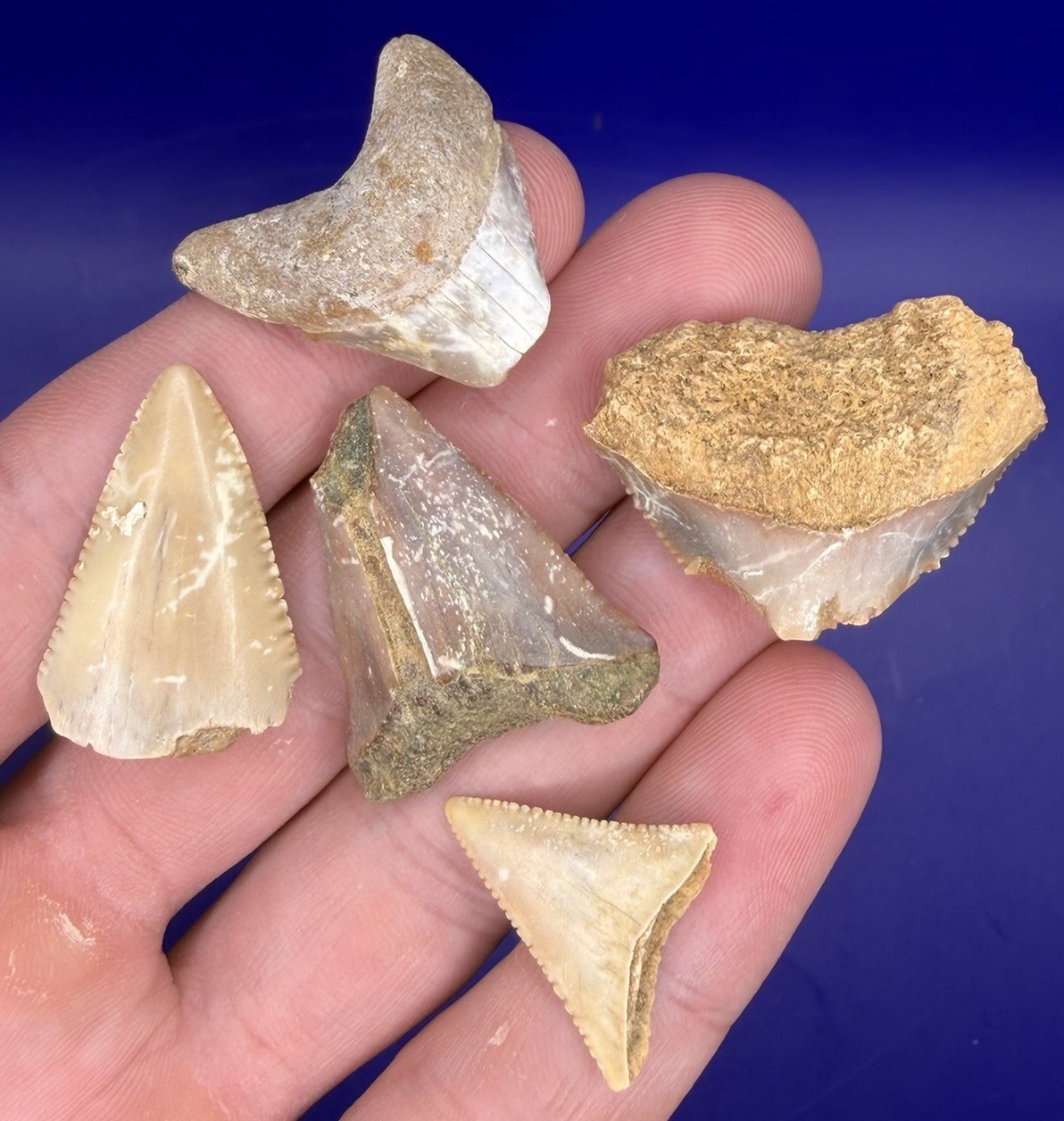 Lot of 5 California Great White Shark Tooth Fossils Shark Teeth Lot