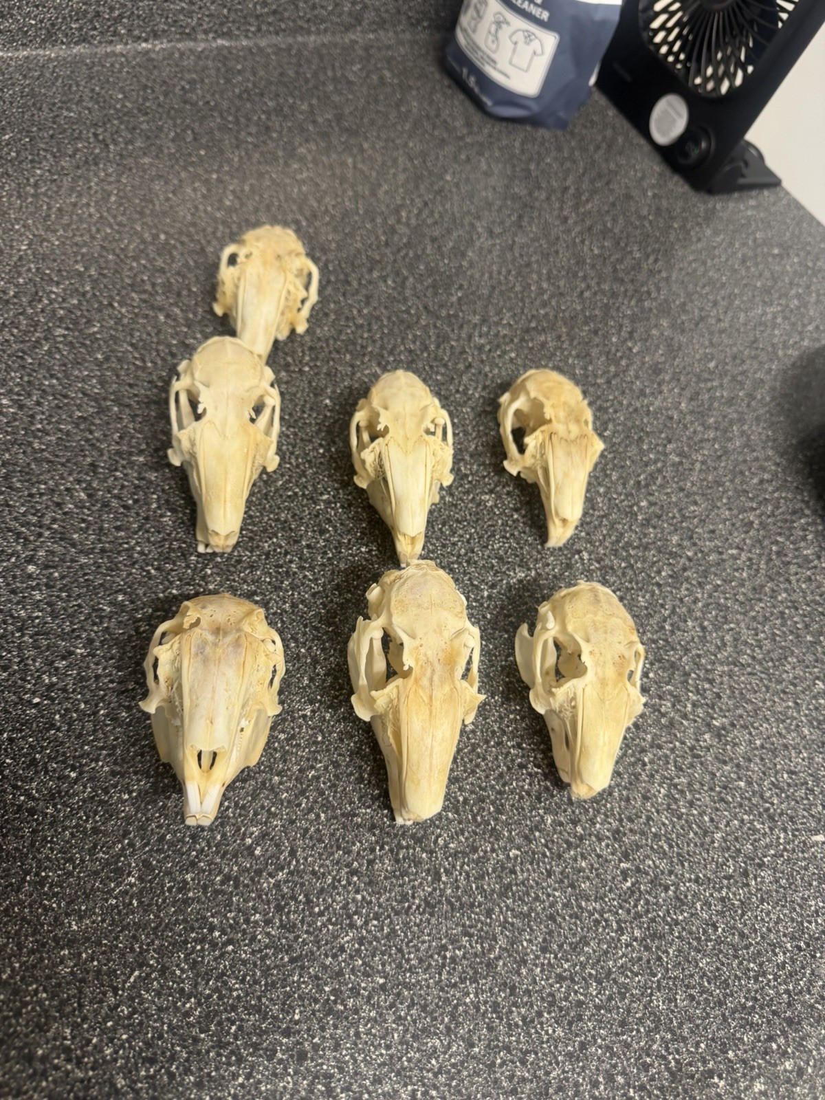 Lot of 7 Real Rabbit Skulls & Jaws Natural Bone Oddities Taxidermy Crafts