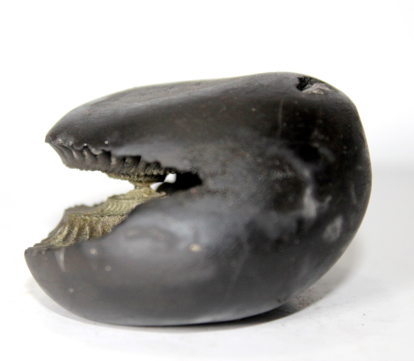 Golden Hayagriva Shaligram wt-134 gram size 2.25 inch Golden Hayagriva Shaligram wt-134 gram size 2.25 inch