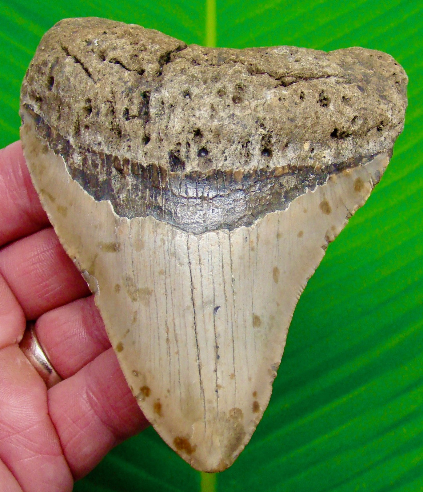 Megalodon Shark Tooth  4.48” Real Fossil Sharks Teeth XL BIG - No Restorations