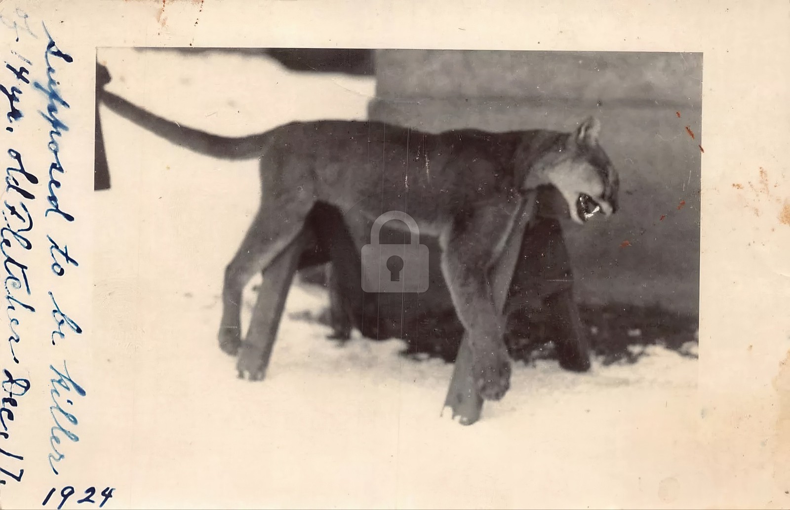 Dead Hunted Mountain Lion that Killed 4 Year Old c1924 RPPC Photo Postcard COPY