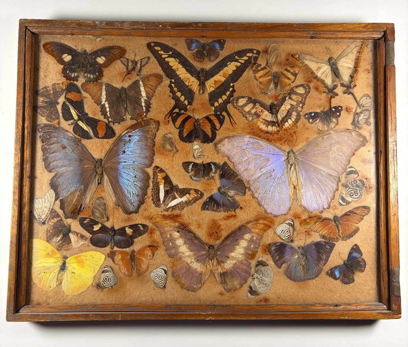 Vintage Butterfly Specimen Display Shadow Box Blue Morpho Entomology Art 16x12.5