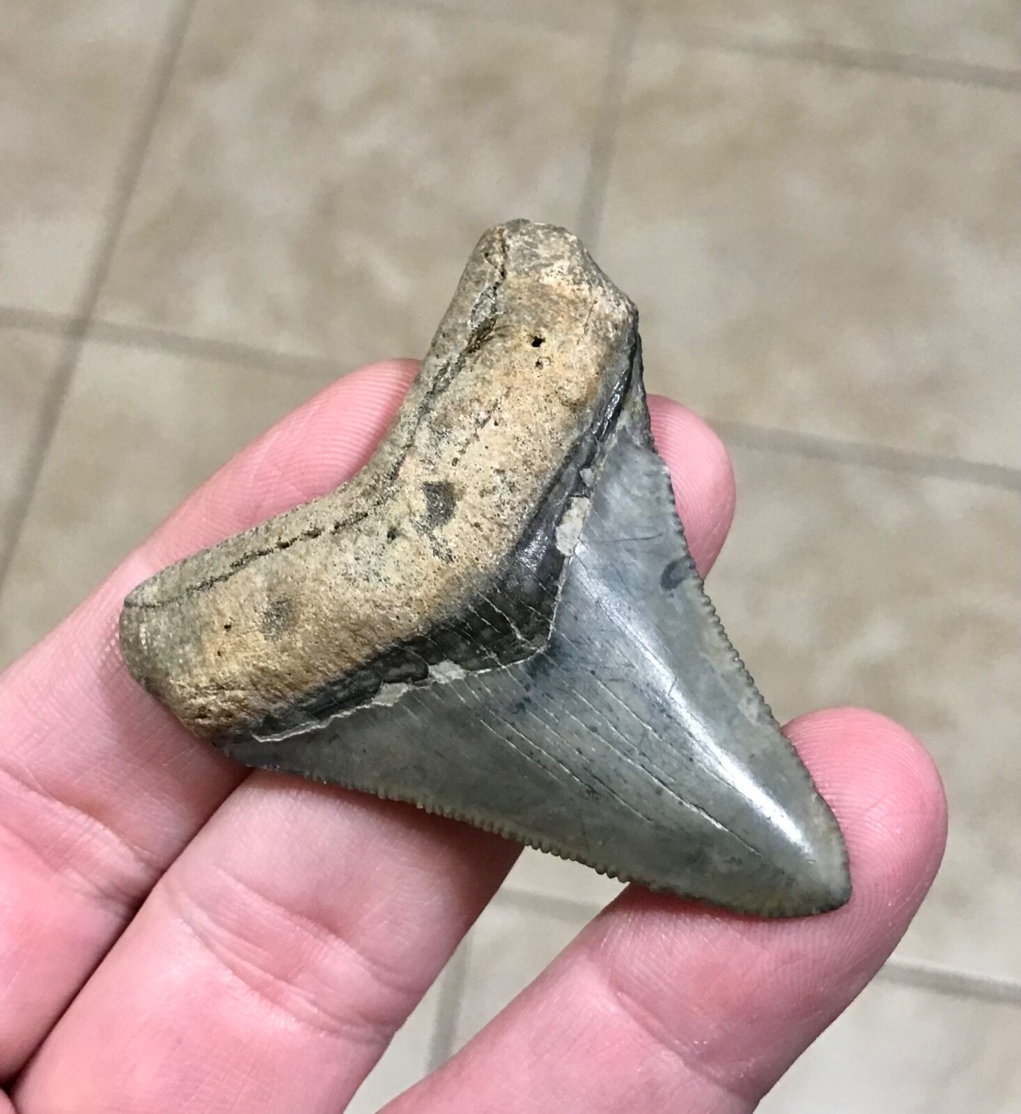 SUPERBLY GORGEOUS & UNCOMMON- 2.41” -GOLDEN BEACH,FL-MEGALODON SHARKTOOTH FOSSIL SUPERBLY GORGEOUS & UNCOMMON- 2.41” -GOLDEN BEACH,FL-MEGALODON SHARKTOOTH FOSSIL