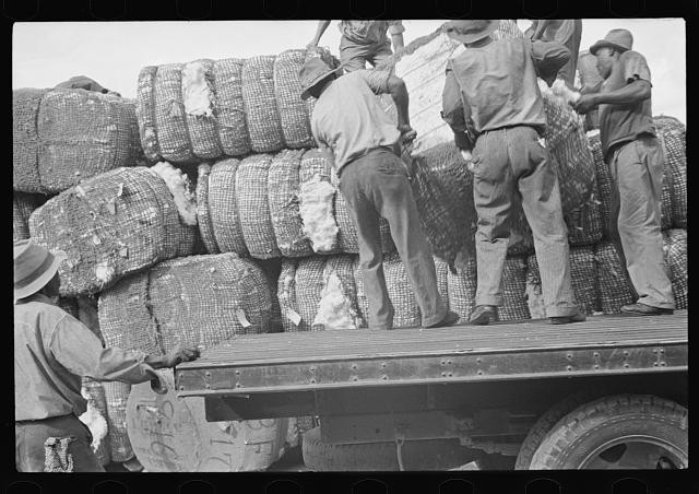 [Untitled photo, possibly related to: Loading cotton in Natchez, Mississippi]