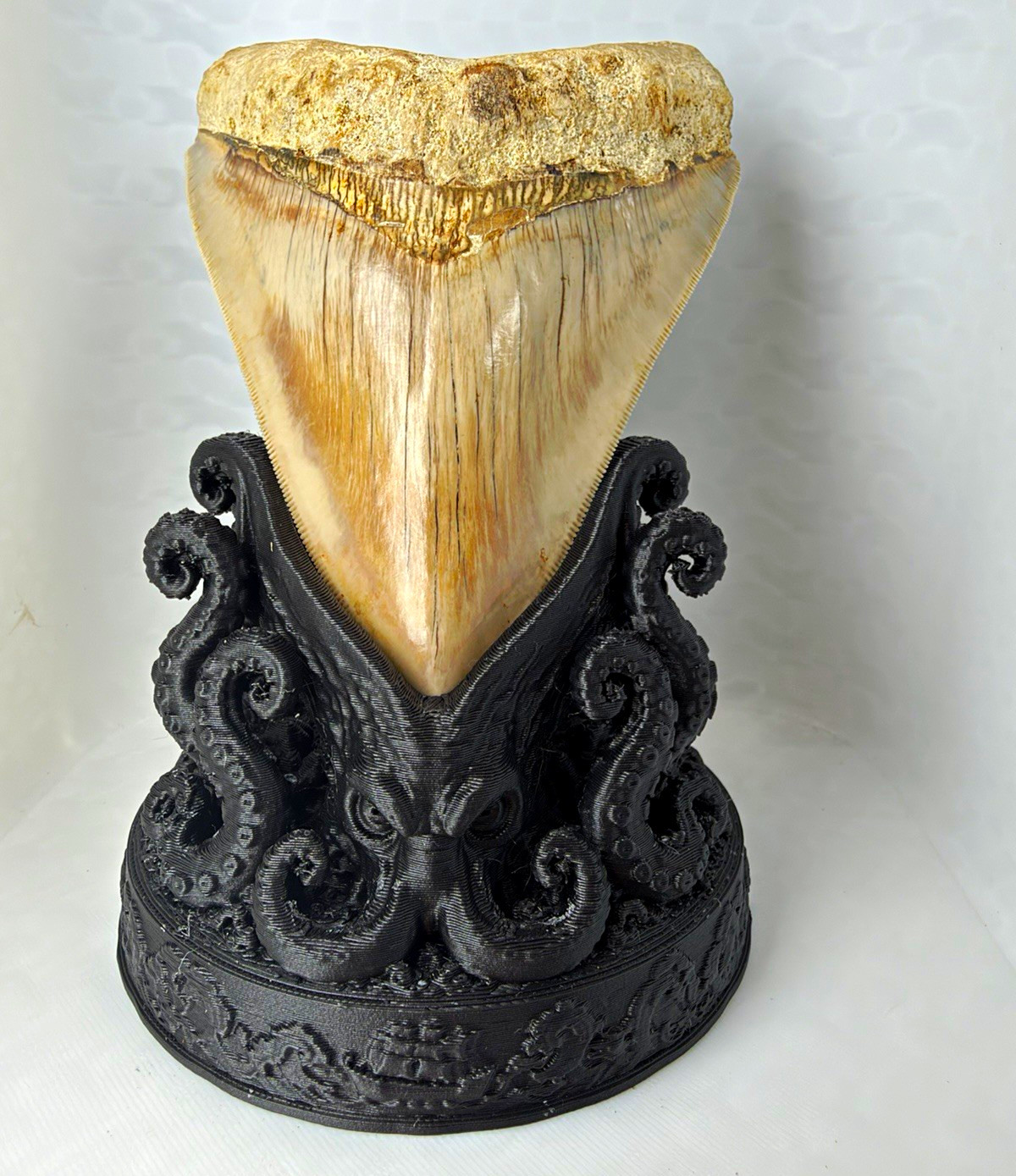 Fossil Shark Tooth Decorative Display Stand the kraken megalodon tooth stand 