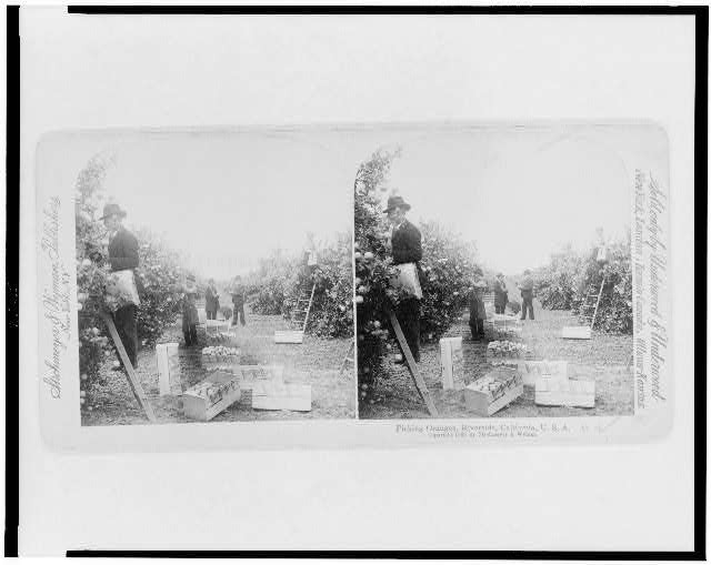Photo:Riverside California c1898 Picking Oranges Harvesting Stereograph