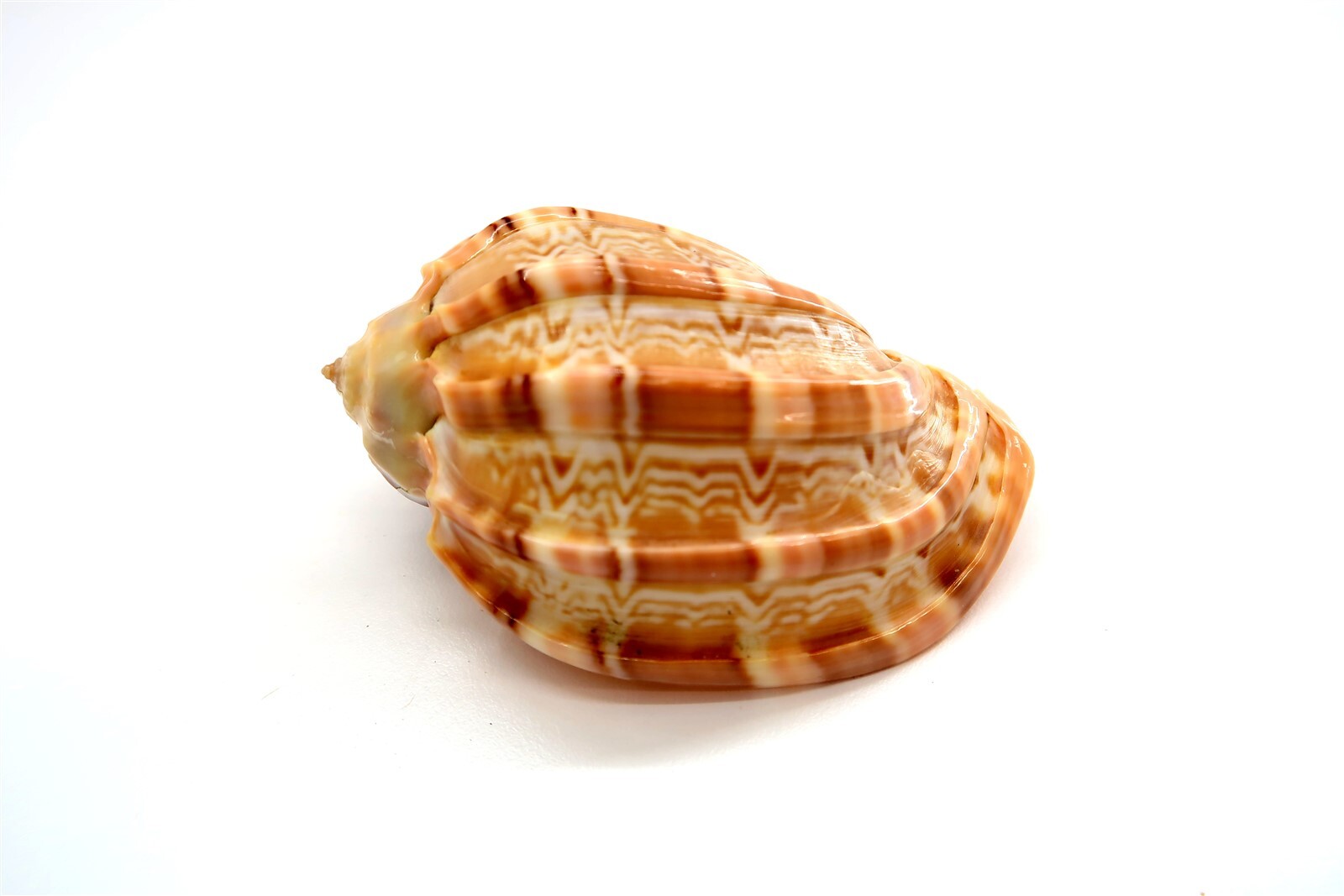90 mm Harpa Articularis HARPER SEASHELL 3-4\